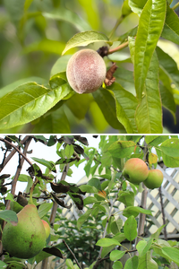 Nursery Stock 5